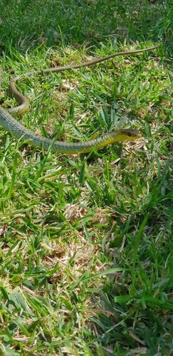 Common Tree Snake sighting