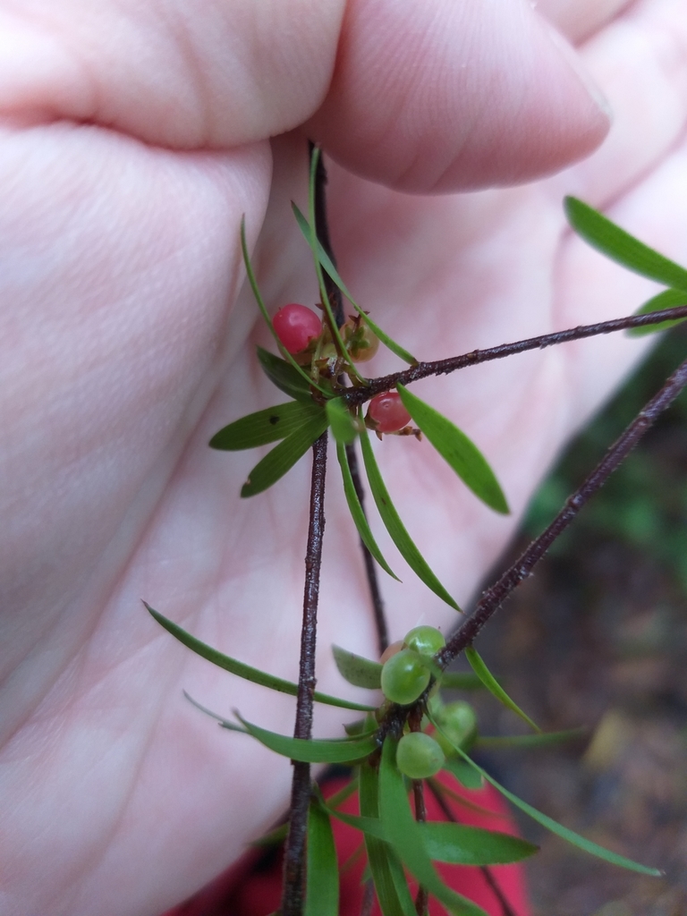 Leucopogon fasciculatus, Parapara, New Zealand, by citizenjane