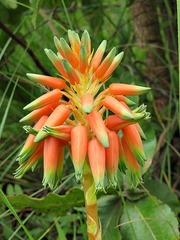 Aloe cooperi image