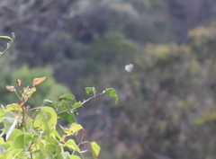 Eirmocides absimilis