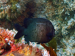 Parma oligolepis