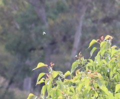 Eirmocides absimilis