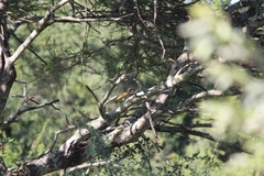 Campethera bennettii