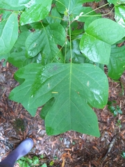 Liriodendron