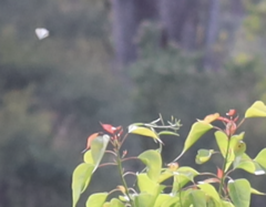 Eirmocides absimilis