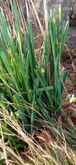 Narcisseae