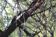 Campethera bennettii