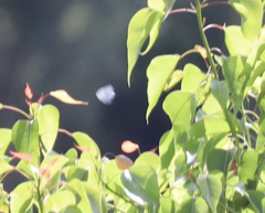 Eirmocides absimilis