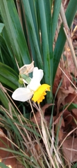 Narcisseae