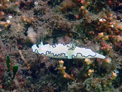 Doriprismatica atromarginata