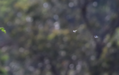 Eirmocides absimilis