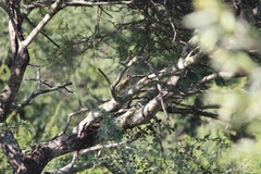 Campethera bennettii