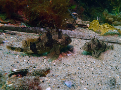 Centropogon australis