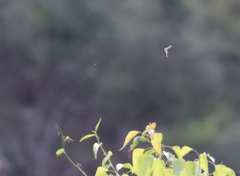 Eirmocides absimilis