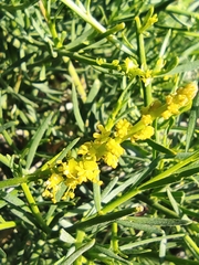 Ochradenus aucheri
