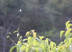 Eirmocides absimilis