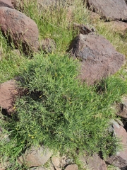 Ochradenus aucheri