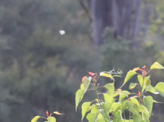 Eirmocides absimilis