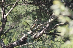 Campethera bennettii