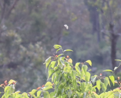Eirmocides absimilis
