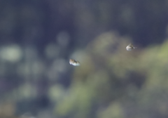 Eirmocides absimilis