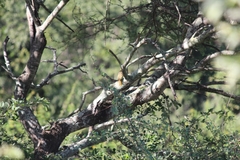 Campethera bennettii