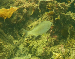 Gerres subfasciatus