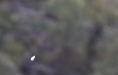 Eirmocides absimilis