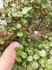 Austropuccinia psidii