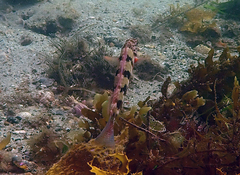 Eupetrichthys angustipes