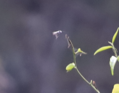 Eirmocides absimilis