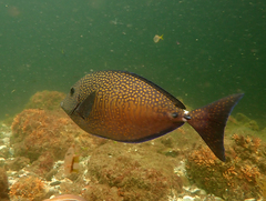 Prionurus maculatus