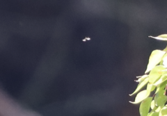 Eirmocides absimilis