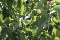 Eirmocides absimilis