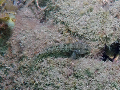 Enneapterygius atrogulare