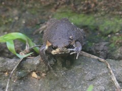 Breviceps mossambicus