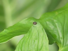 Coccinellidae