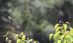 Eirmocides absimilis