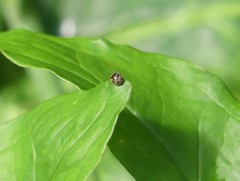 Coccinellidae