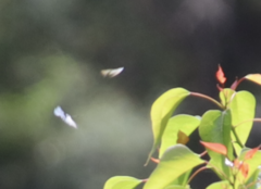 Eirmocides absimilis