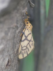 Lepidoptera