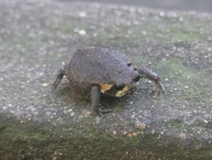 Breviceps mossambicus