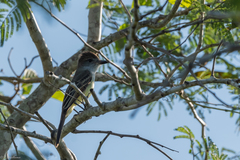 Myiarchus yucatanensis