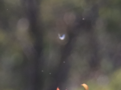 Eirmocides absimilis