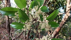 Olea dioica