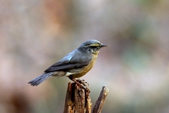 Phylloscopus griseolus