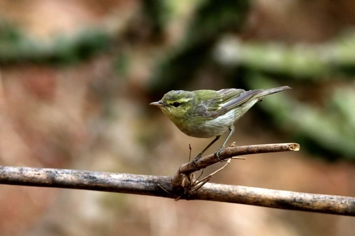 Green Warbler