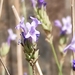 Stripped Lavender - Photo (c) Thomas Calame, some rights reserved (CC BY-NC), uploaded by Thomas Calame