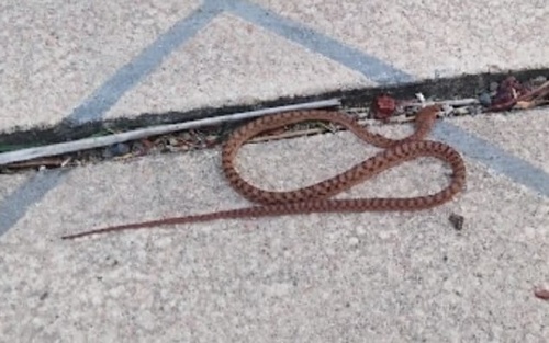 Brown Tree Snake sighting