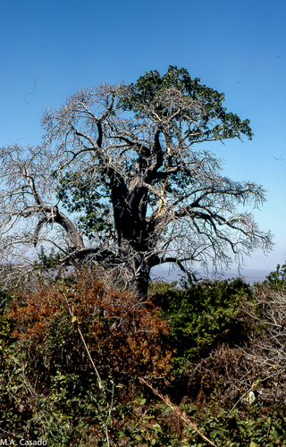 African baobab